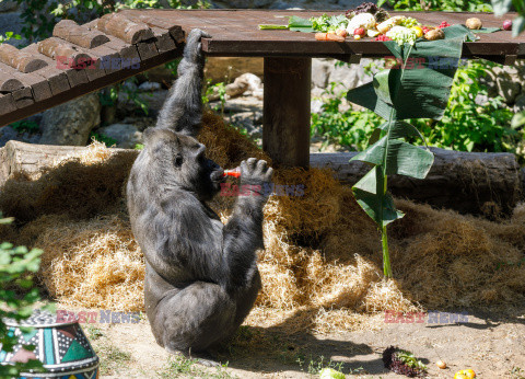 50. urodziny goryla Toni w ZOO w Kijowie