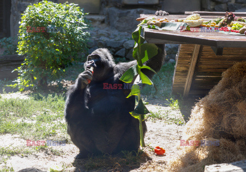 50. urodziny goryla Toni w ZOO w Kijowie