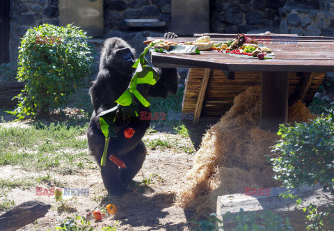 50. urodziny goryla Toni w ZOO w Kijowie