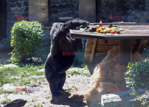 50. urodziny goryla Toni w ZOO w Kijowie