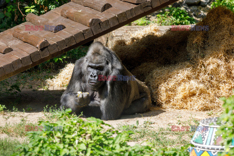 50. urodziny goryla Toni w ZOO w Kijowie