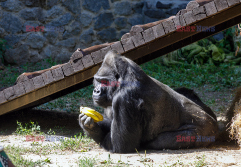 50. urodziny goryla Toni w ZOO w Kijowie