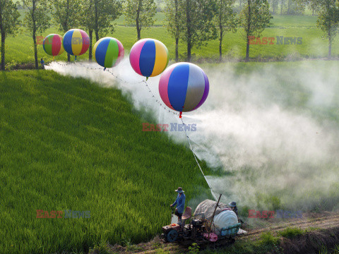 Opryskiwanie pola ryżowego za pomocą balonów z wodorem