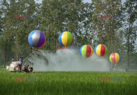 Opryskiwanie pola ryżowego za pomocą balonów z wodorem