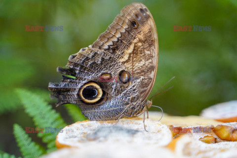 Motylarnia Rozewie - Jastrzębia Góra