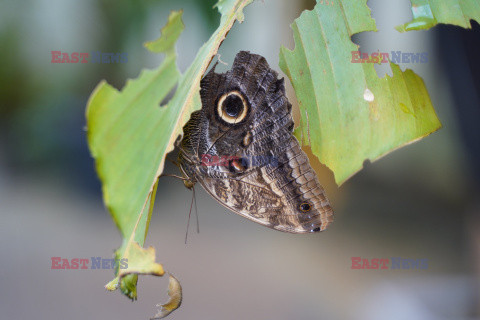 Motylarnia Rozewie - Jastrzębia Góra