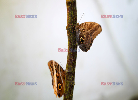 Motylarnia Rozewie - Jastrzębia Góra