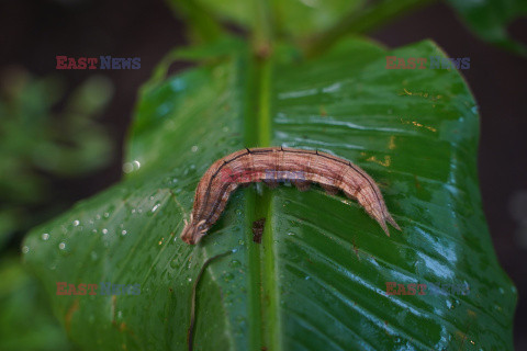 Motylarnia Rozewie - Jastrzębia Góra