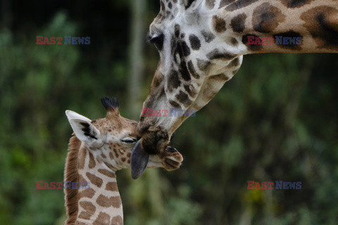 W zoo w Berlinie urodziła się żyrafa