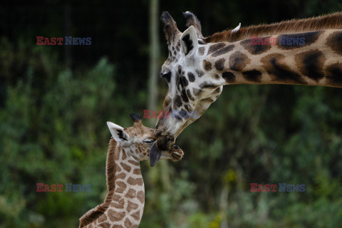 W zoo w Berlinie urodziła się żyrafa