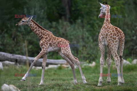 W zoo w Berlinie urodziła się żyrafa