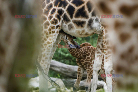 W zoo w Berlinie urodziła się żyrafa