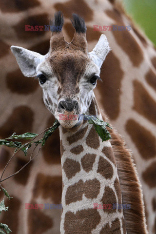 W zoo w Berlinie urodziła się żyrafa