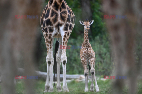 W zoo w Berlinie urodziła się żyrafa