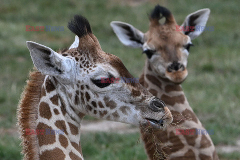 W zoo w Berlinie urodziła się żyrafa