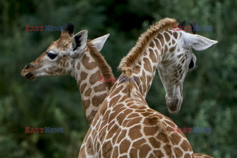 W zoo w Berlinie urodziła się żyrafa