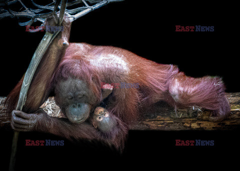 Mały orangutan w objęciach matki