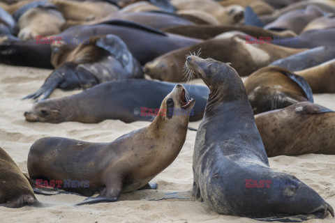 Lwy morskie na plaży w Monterey