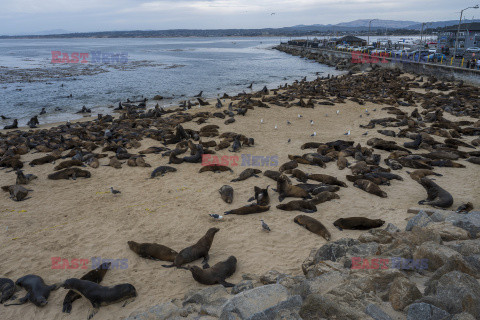 Lwy morskie na plaży w Monterey