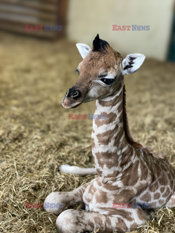 Młoda żyrafa w brytyjskim zoo