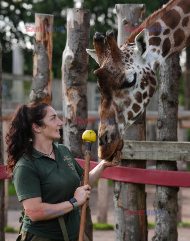 Brytyjskie zoo ogłosiło sukces w programie treningów dla żyraf