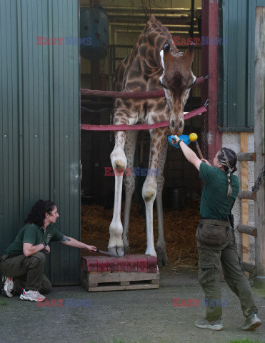 Brytyjskie zoo ogłosiło sukces w programie treningów dla żyraf