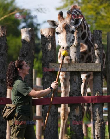 Brytyjskie zoo ogłosiło sukces w programie treningów dla żyraf