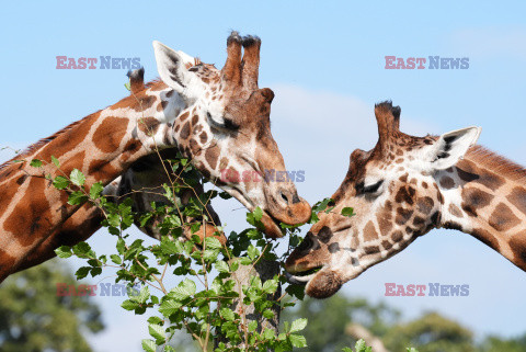 Brytyjskie zoo ogłosiło sukces w programie treningów dla żyraf