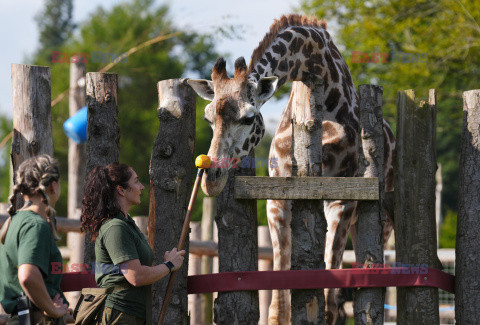 Brytyjskie zoo ogłosiło sukces w programie treningów dla żyraf