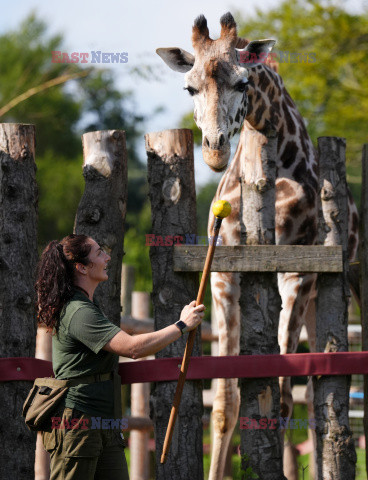 Brytyjskie zoo ogłosiło sukces w programie treningów dla żyraf