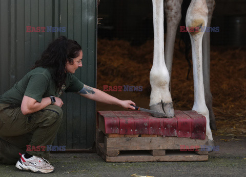 Brytyjskie zoo ogłosiło sukces w programie treningów dla żyraf