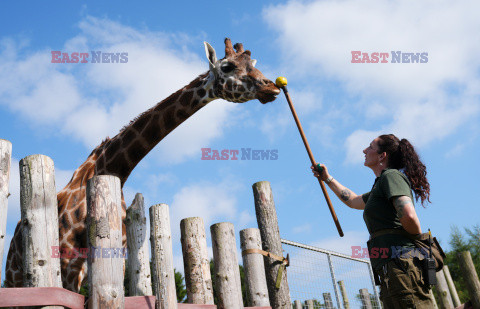 Brytyjskie zoo ogłosiło sukces w programie treningów dla żyraf