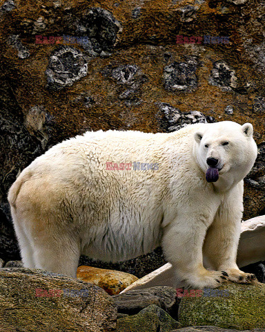 Niedźwiedź polarny tarza się po trawie