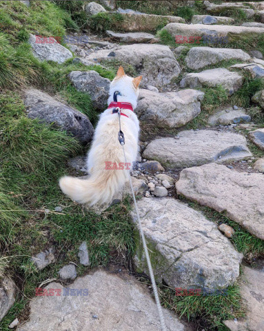 Wspinaja się z kotem na brytyjskie szczyty