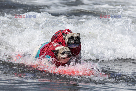 Doroczne zawody surfingowe psów i ich właścicieli