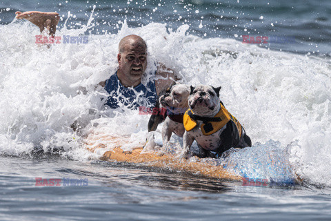 Doroczne zawody surfingowe psów i ich właścicieli