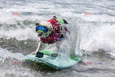 Doroczne zawody surfingowe psów i ich właścicieli