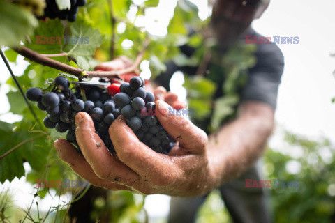 Winnica Pinot Noir we Francji- AFP