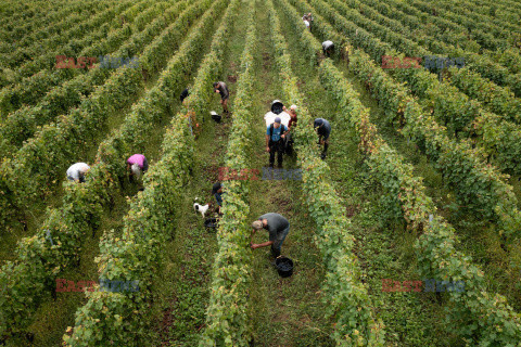 Winnica Pinot Noir we Francji- AFP