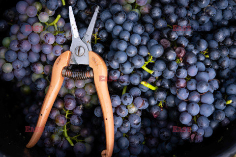 Winnica Pinot Noir we Francji- AFP