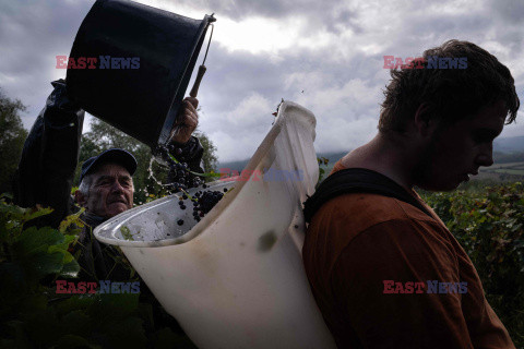 Winnica Pinot Noir we Francji- AFP