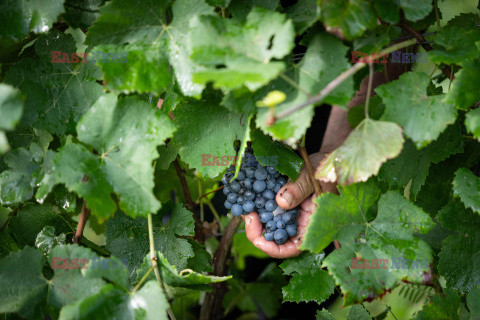 Winnica Pinot Noir we Francji- AFP