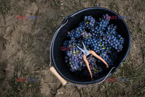 Winnica Pinot Noir we Francji- AFP