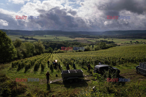 Winnica Pinot Noir we Francji- AFP