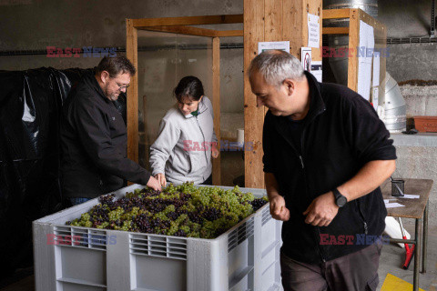 Winnica Pinot Noir we Francji- AFP