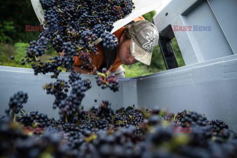 Winnica Pinot Noir we Francji- AFP