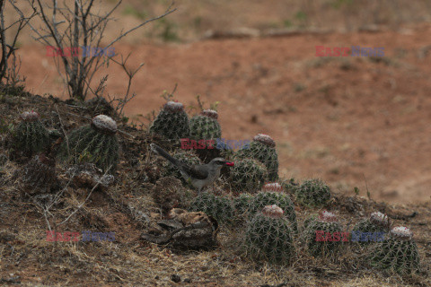 Pustynia Tatacoa miejscem światowego dziedzictwa geologicznego