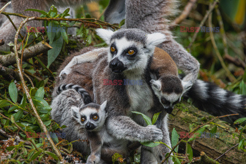 Matka lemur niesie swoje dzieci na plecach