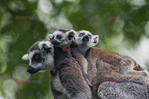 Matka lemur niesie swoje dzieci na plecach