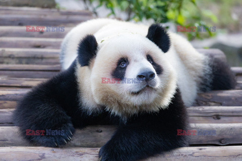 Pandy z zoo w Chongqing